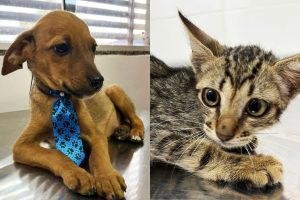 Feira de adoção em Aparecida de Goiânia dá nova chance a cães e gatos em busca de lar acolhedor