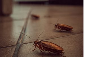 Como afastar as baratas com um alimento simples da cozinha