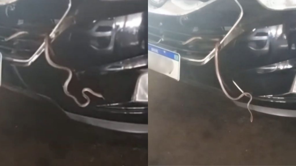 Cobra estava escondida no motor do carro.