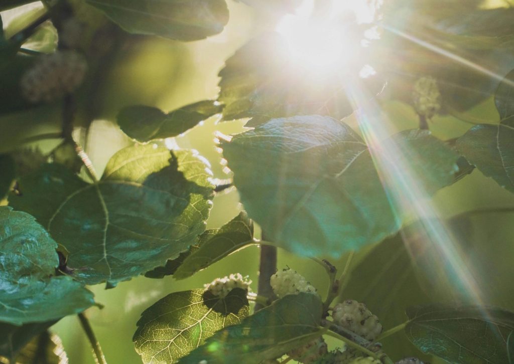 A árvore que todo mundo quer no quintal: cresce rápido, dá sombra e dá frutas docinhas