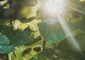 A árvore que todo mundo quer no quintal: cresce rápido, dá sombra e dá frutas docinhas