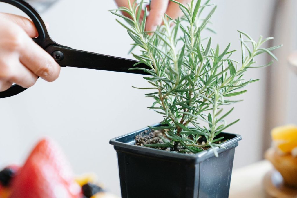 Alecrim para aromatizar o quarto