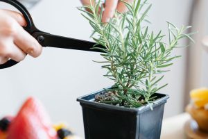 Alecrim para aromatizar o quarto