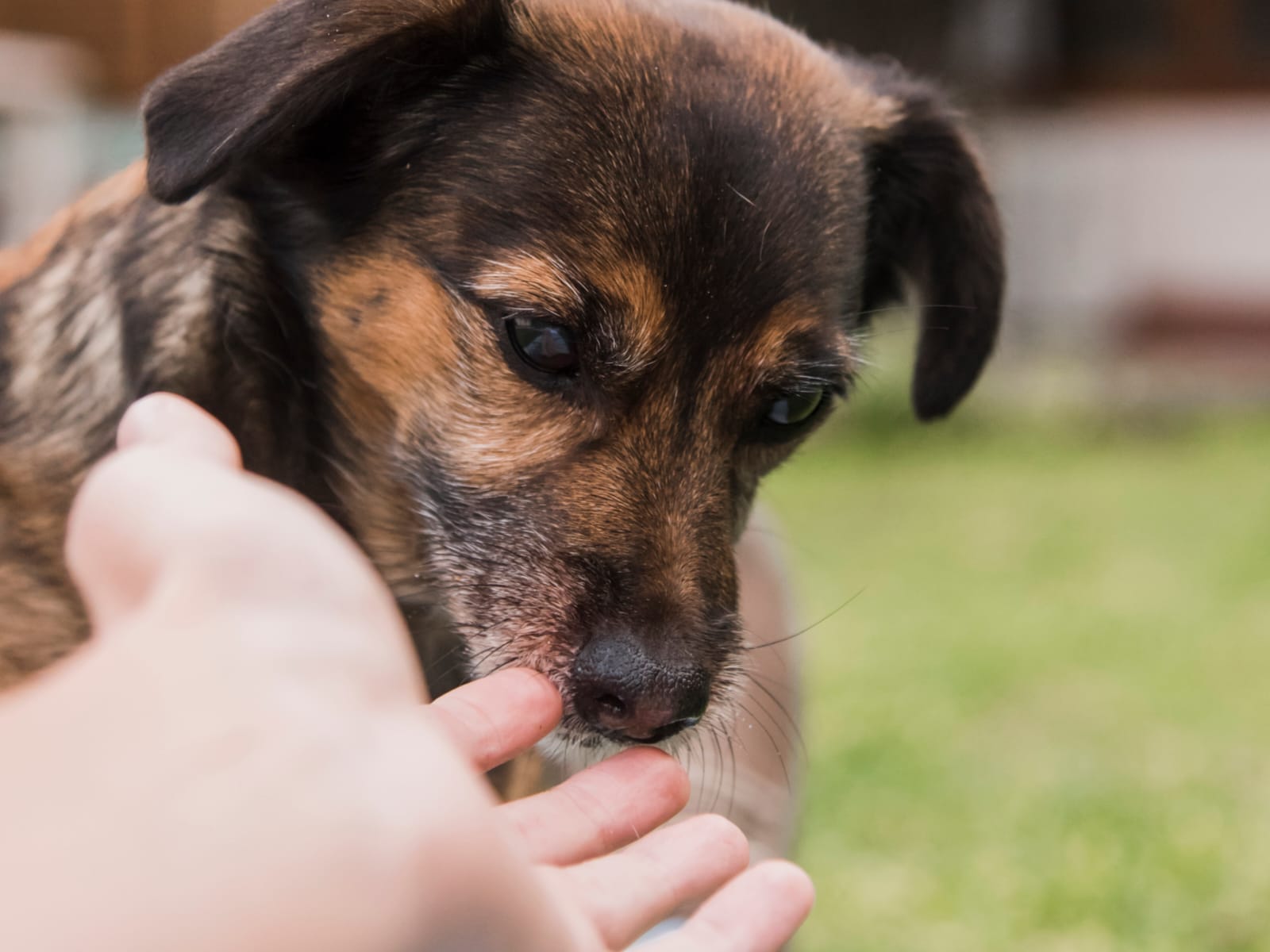 A causa animal não vive de discurso. Vive de atitude