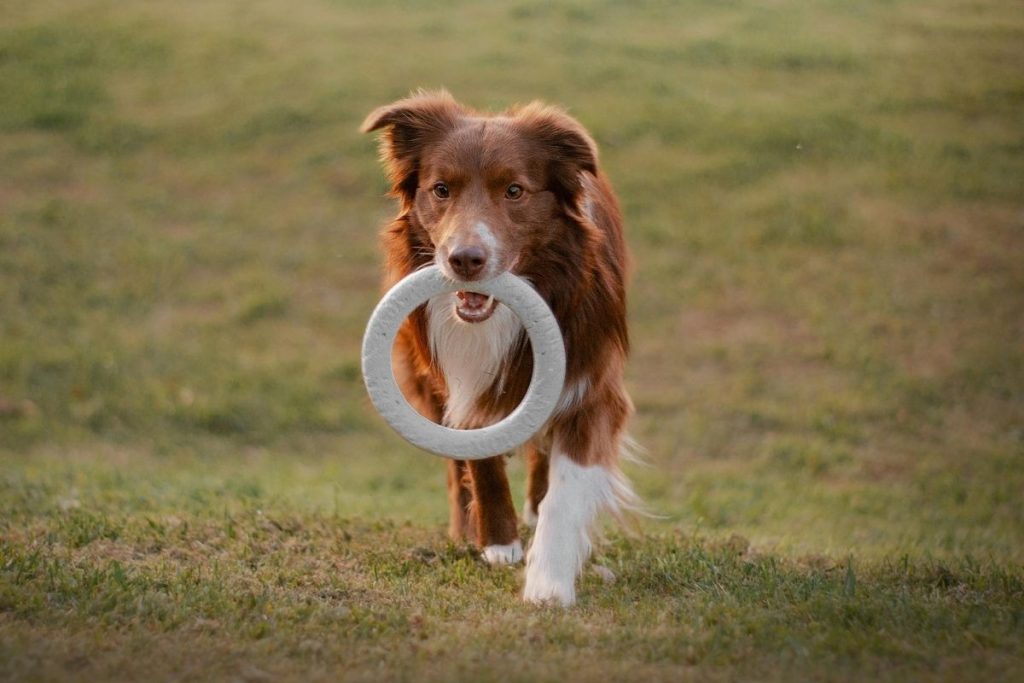 6 raças de cachorro mais amáveis e inteligentes, segundo veterinários