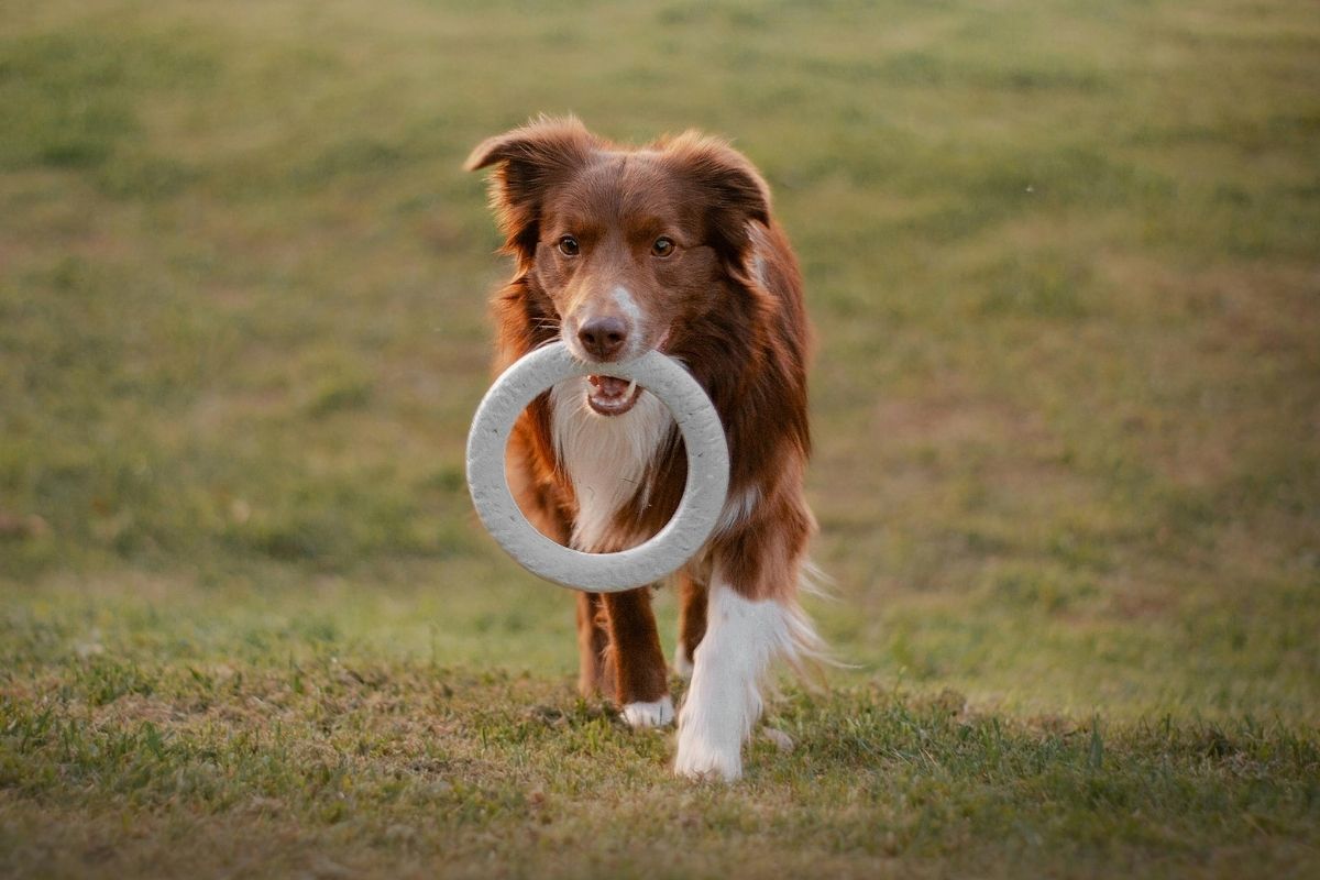 6 raças de cachorro mais amáveis e inteligentes, segundo veterinários
