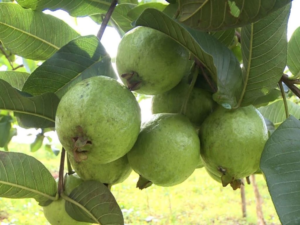 Você consome essa fruta, mas talvez não saiba o quanto ela é poderosa