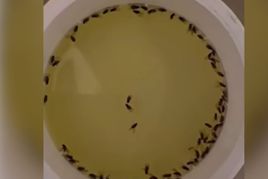 Adeus moscas e mosquitos