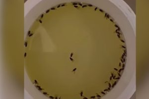 Adeus moscas e mosquitos