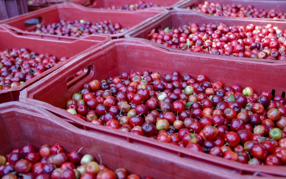 Fruta boa para imunidade
