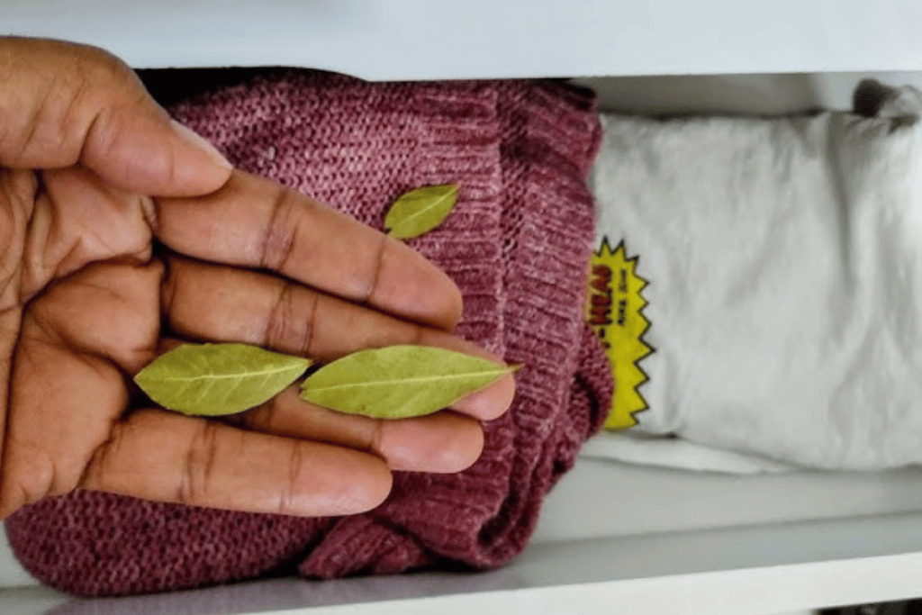 folha de louro para livrar das baratas