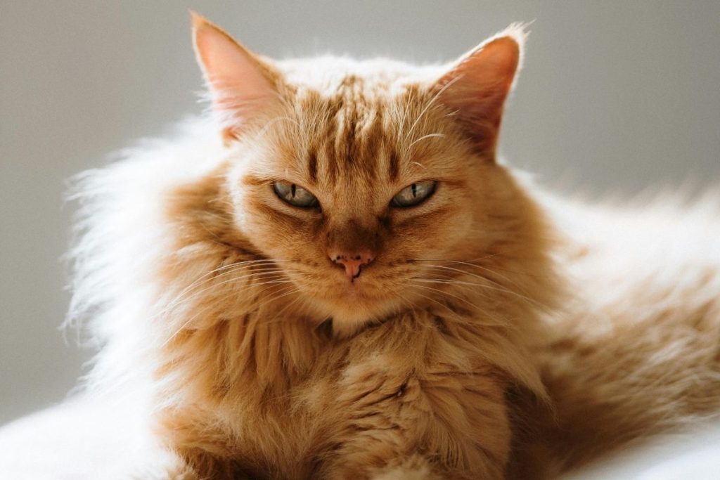 Quanto tempo vivem os gatos, segundo médicos veterinários