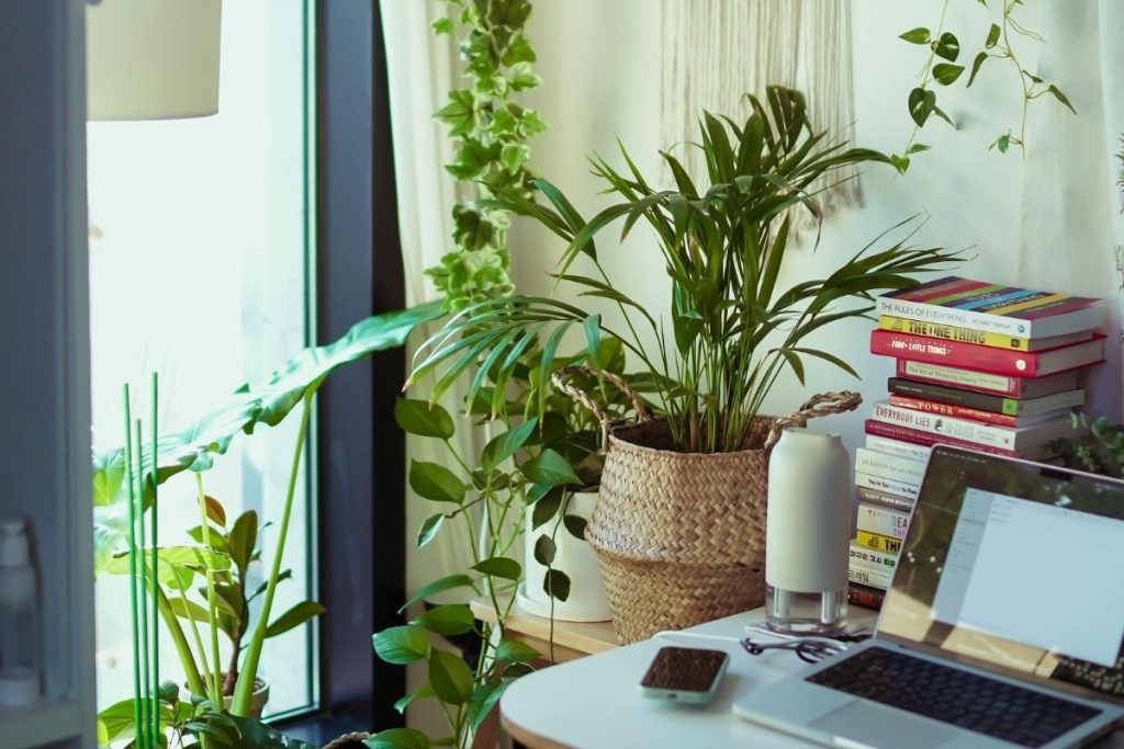 O que significa ter muitas plantas em comum em casa, segundo a psicologia