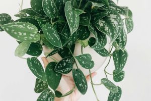 Plantas que parecem inofensivas