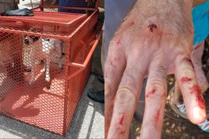 Homem fica ferido após ataque de pitbull solto em via pública, em Porangatu