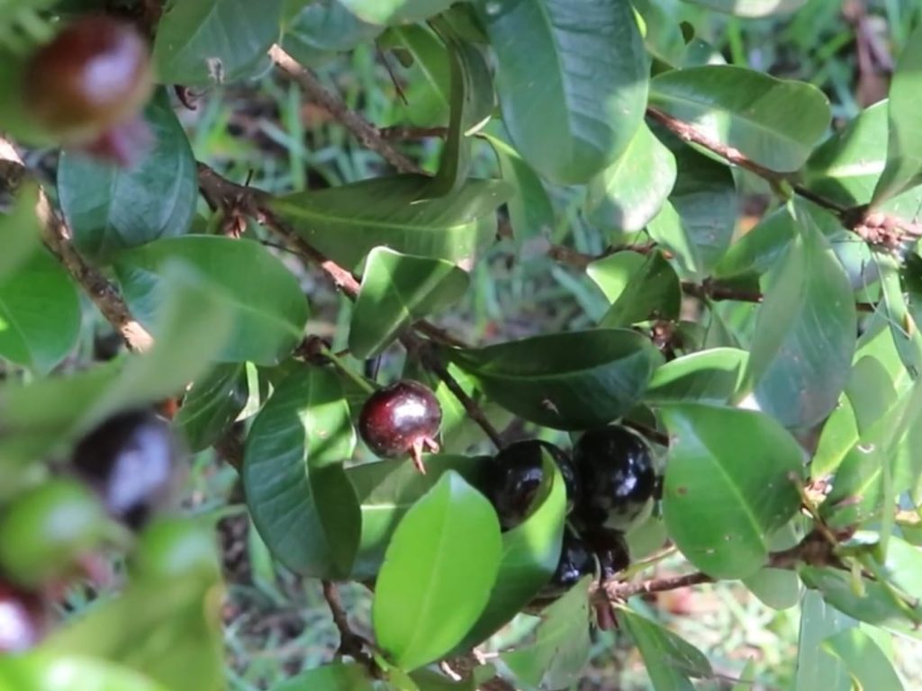 Fruta nativa brasileira surpreende pelo sabor e quase ninguém conhece