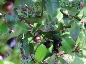 Fruta nativa brasileira surpreende pelo sabor e quase ninguém conhece