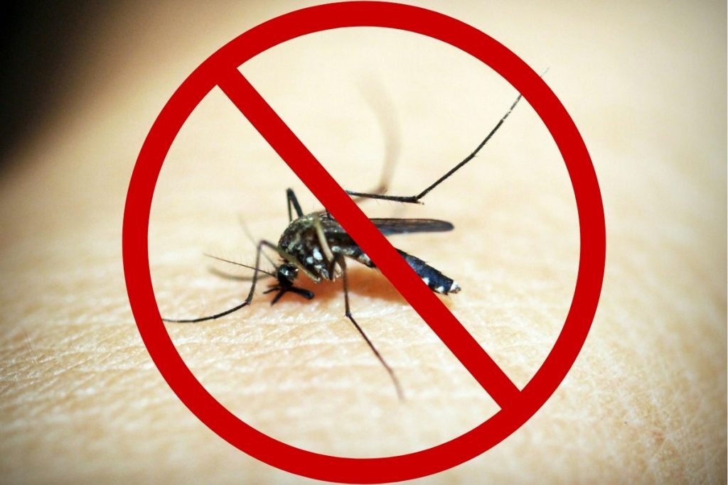 Repelente caseiro: misturinha simples e poderosa ajuda a afastar mosquitos gastando pouco de forma fácil e rápida