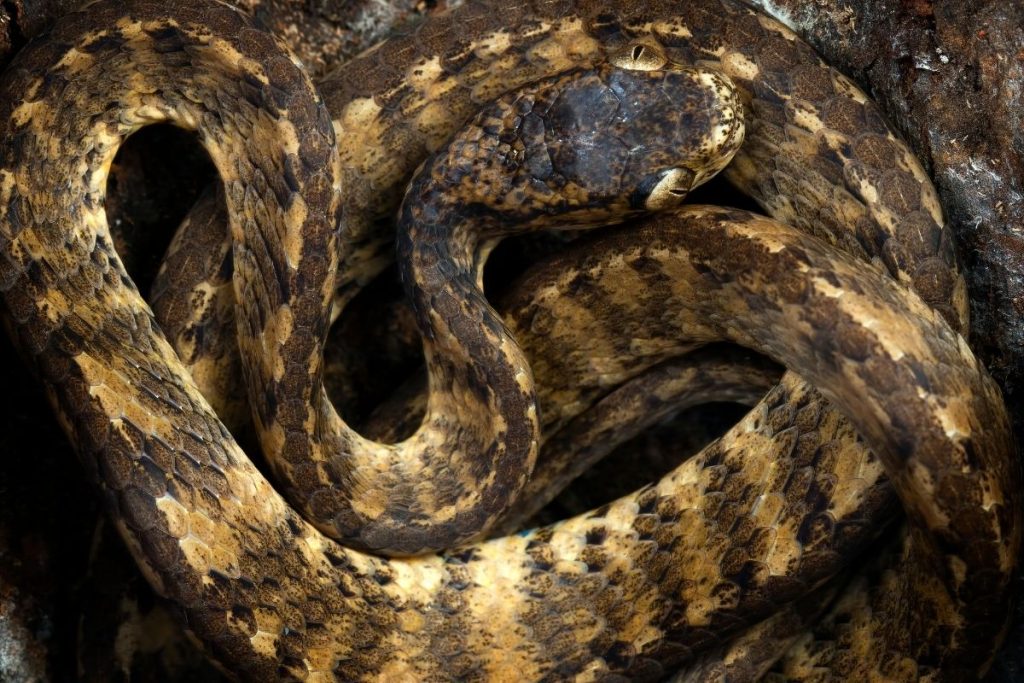 Com mais de 6 metros de comprimento e 250 quilos, a maior cobra do mundo surpreende até cientistas