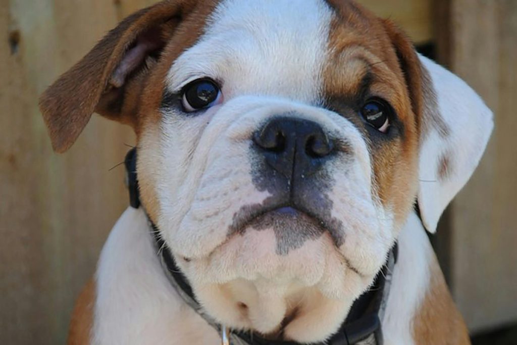 A raça de cachorro que mais combina com você