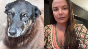 Psicanalista falou sobre o caso do cão comunitário Orelha. (Foto: @Andreavermount) psicopatia Vermont