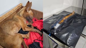 Cadela não resistiu e faleceu