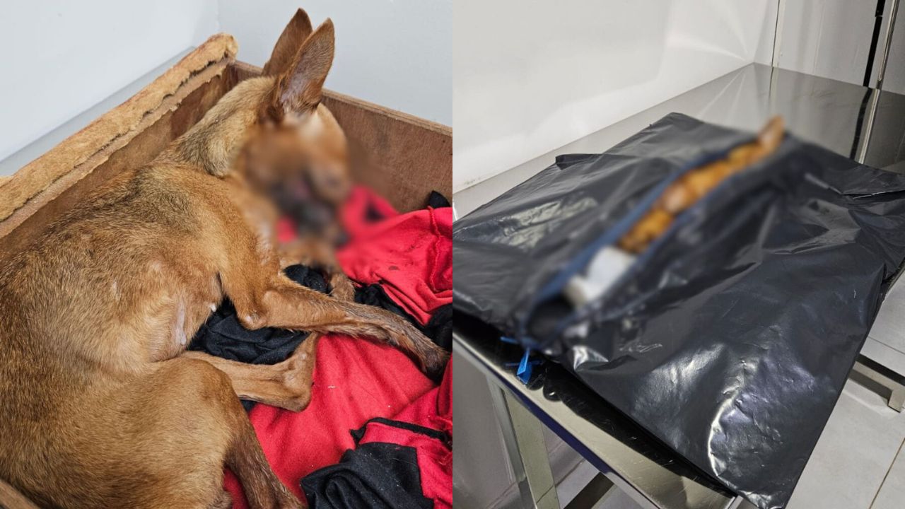 Cadela não resistiu e faleceu