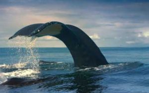 Com até 30 metros de comprimento, a baleia-azul é o maior animal que já existiu.