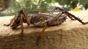 A weta gigante (Deinacrida heteracantha) é o inseto mais pesado do mundo, podendo chegar a 71 gramas.