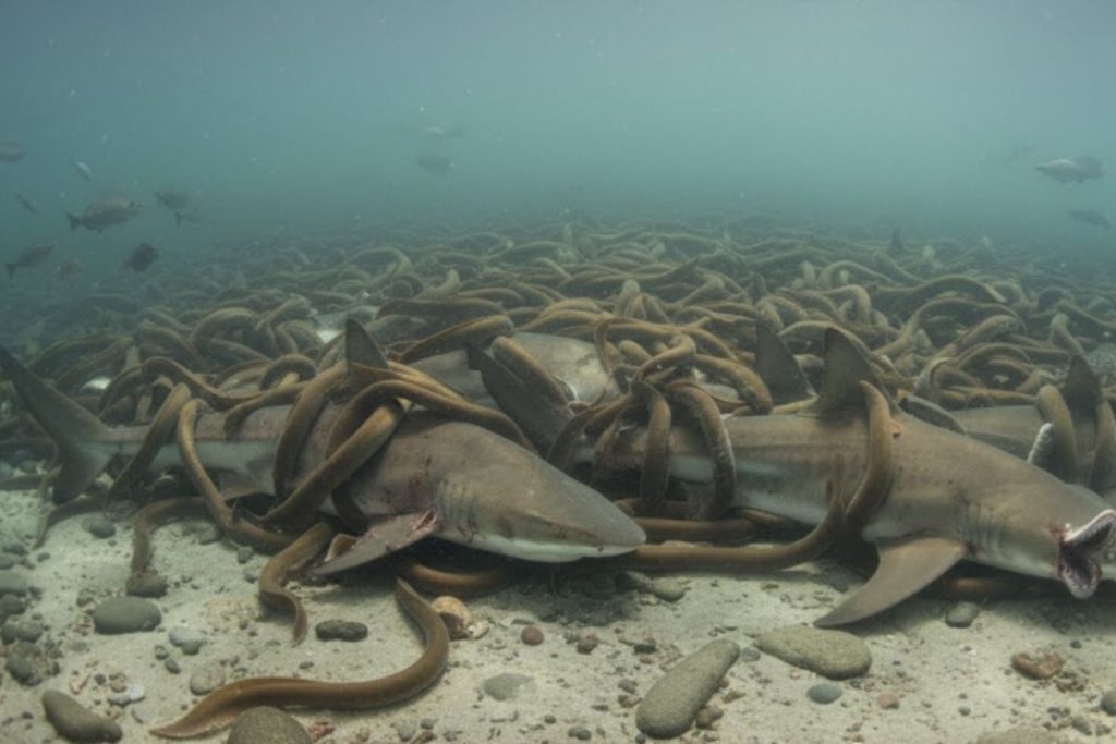 Espécie invasora que come até 18 kg de peixe por dia causou prejuízo histórico à pesca e ainda resiste mesmo após controle de 90%