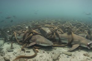 Espécie invasora que come até 18 kg de peixe por dia causou prejuízo histórico à pesca e ainda resiste mesmo após controle de 90%