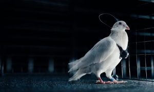 Pombos são usados como drones