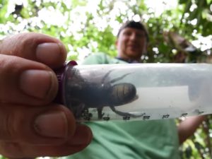 Considerada a maior do mundo, abelha gigante some por 40 anos e reaparece em floresta remota