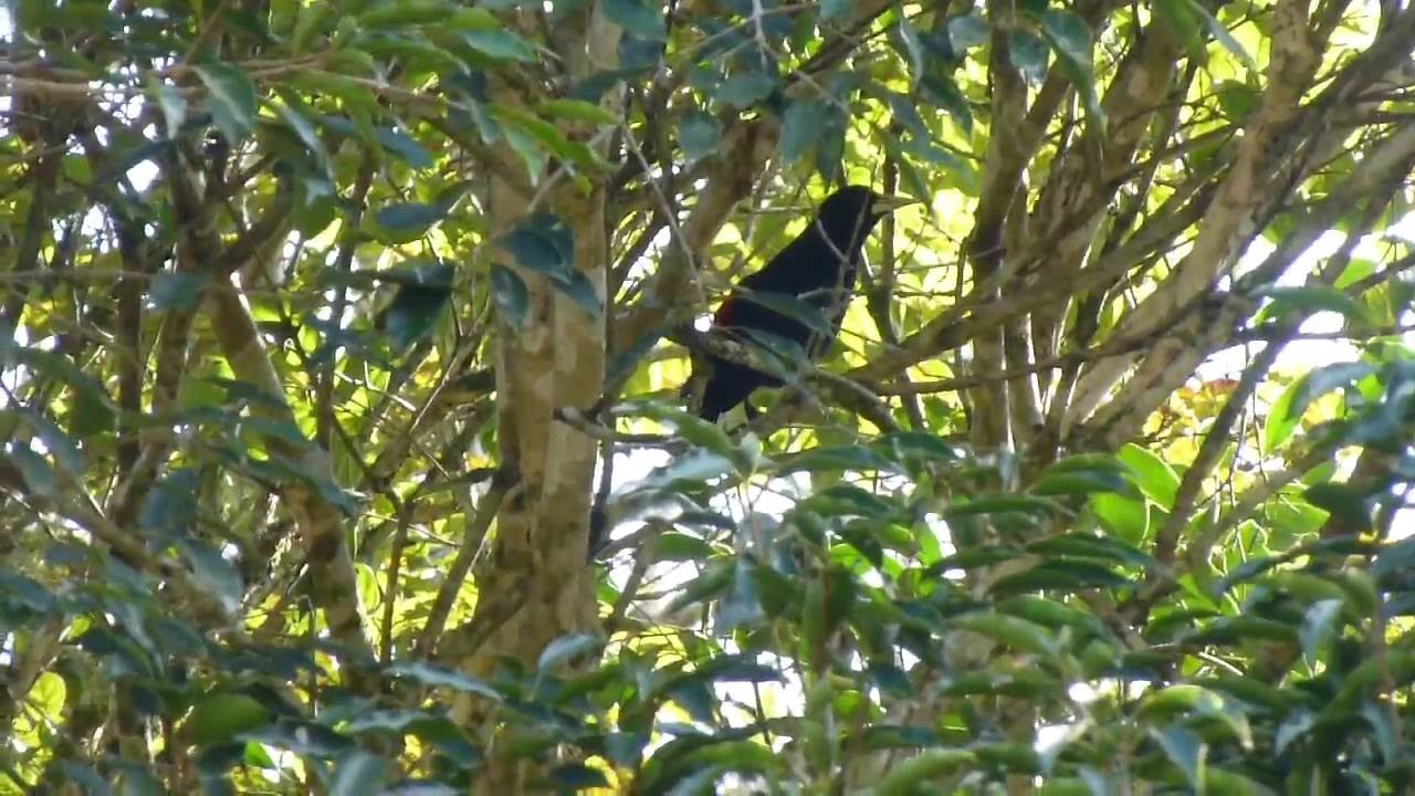 A amora-gigante é a árvore ideal para plantar em casa: cresce rápido, produz frutas doces e ainda atrai pássaros para o quintal.