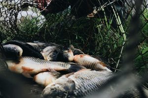 PEIXE INVASOR SÃO RETIRADAS DE RIO