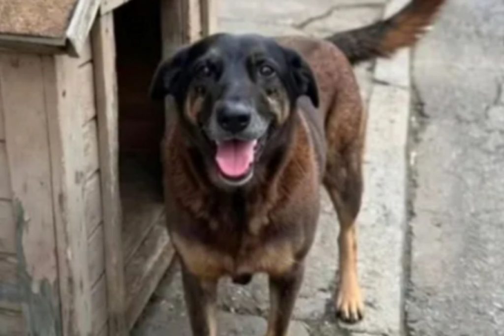 Adolescentes suspeitos de agressão ao cão Orelha retornam de viagem e têm celulares apreendidos pela polícia