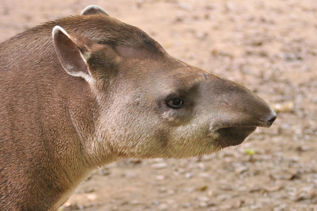 Anta reaparece no Rio após mais de 100 anos