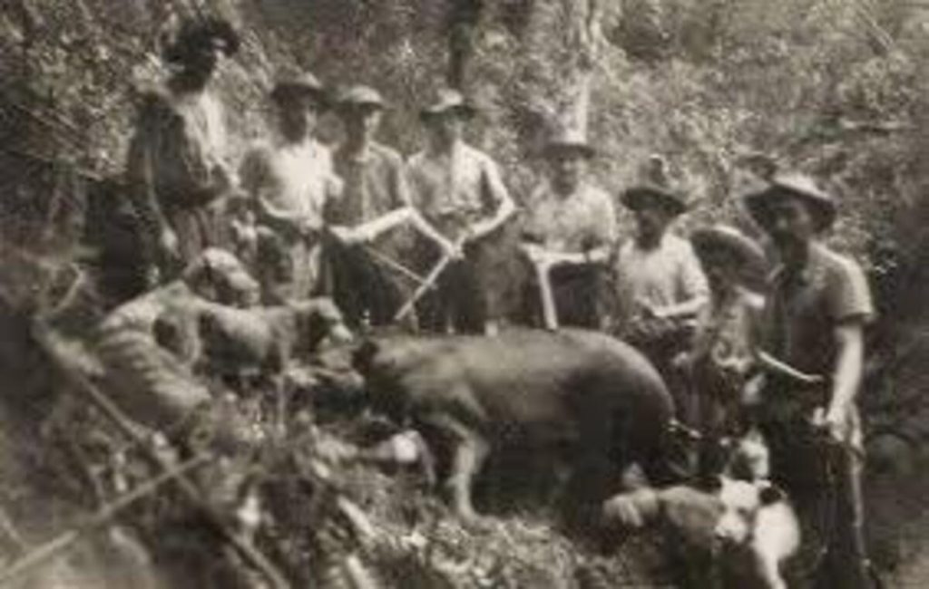 Anta reaparece no Rio após mais de 100 anos