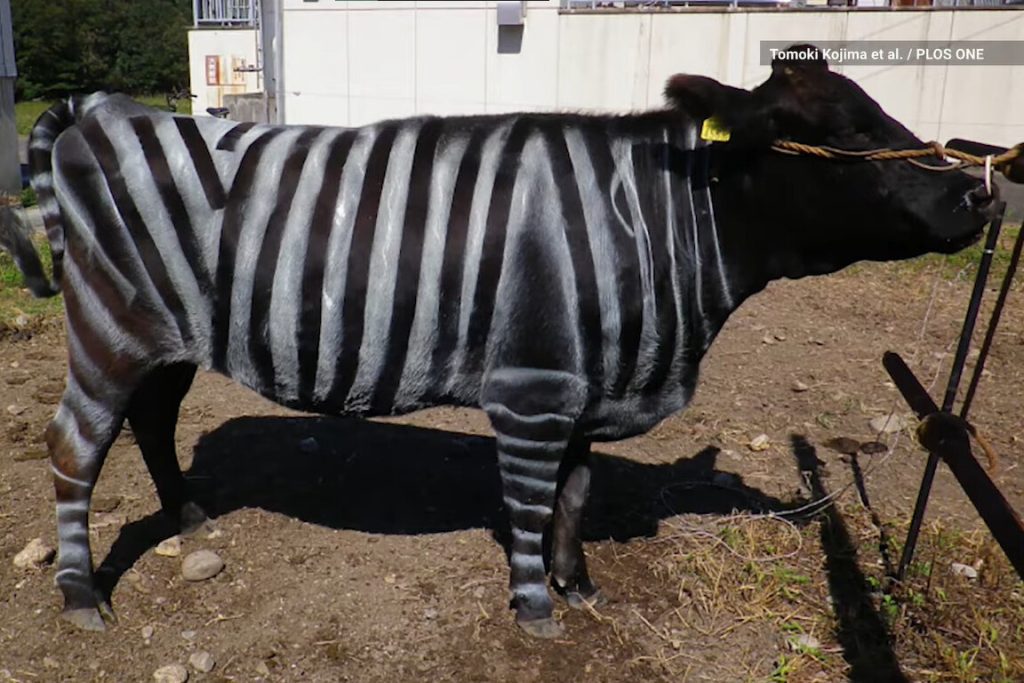 Nova técnica livra as vacas de atrair moscas e as deixa menos agitadas