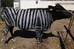 Nova técnica livra as vacas de atrair moscas e as deixa menos agitadas