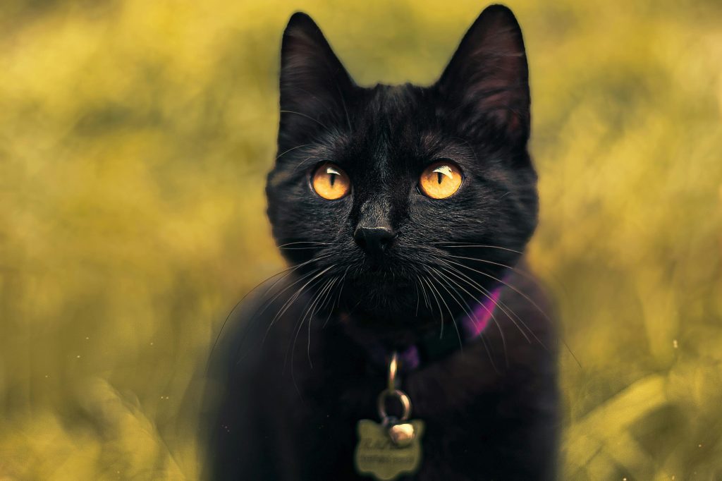 Entenda por que os gatos preferem acompanhar algumas pessoas mais do que outras