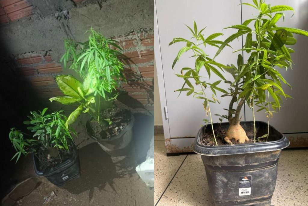 Plantas estavam na casa do rapaz aos cuidados da esposa, que não negou nada