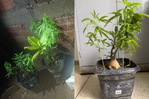 Plantas estavam na casa do rapaz aos cuidados da esposa, que não negou nada