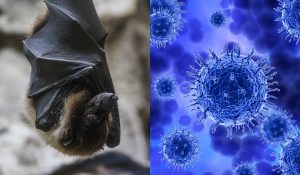 Ministério da Saúde faz comunicado sobre risco de vírus Nipah no Brasil após surto na Índia