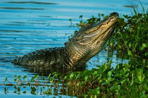 Jacarés retornam aos pântanos dos EUA