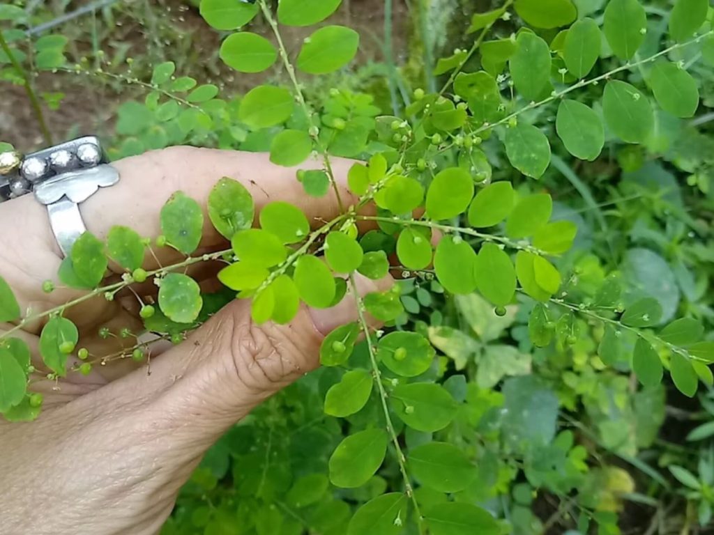 Pela primeira vez, uma planta medicinal passa a ser usada pelo SUS
