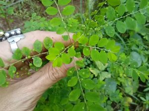 Pela primeira vez, uma planta medicinal passa a ser usada pelo SUS