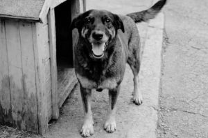 Manifestação em Goiânia cobra justiça por cão Orelha, morto por adolescentes