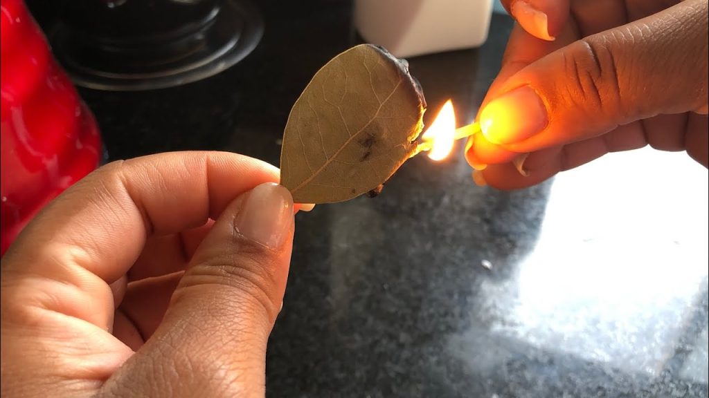 Queimar folha de louro é uma tradição antiga que ajuda a aliviar o estresse, melhorar a concentração e trazer sensação de harmonia ao ambiente.