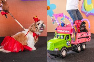 Bloquinho de Carnaval de pets em Aparecida de Goiânia